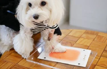 マルチーズが足あとを取る様子