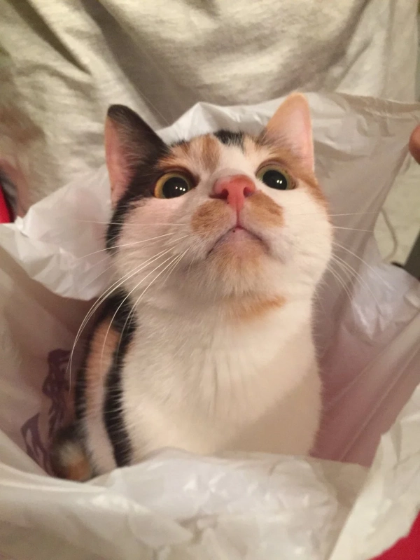袋の中の三毛猫