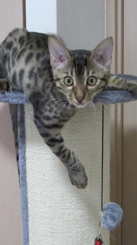 キャットタワーのベンガル猫