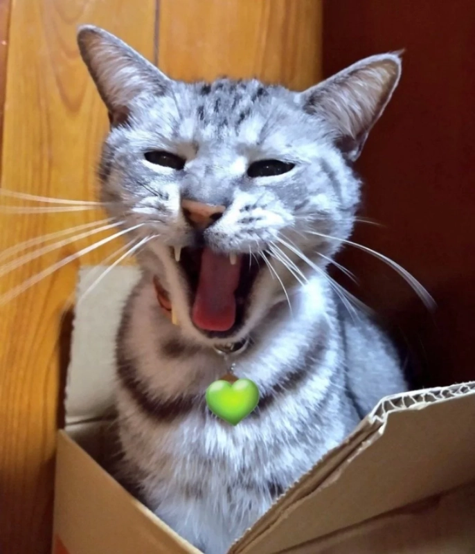 段ボール箱の猫