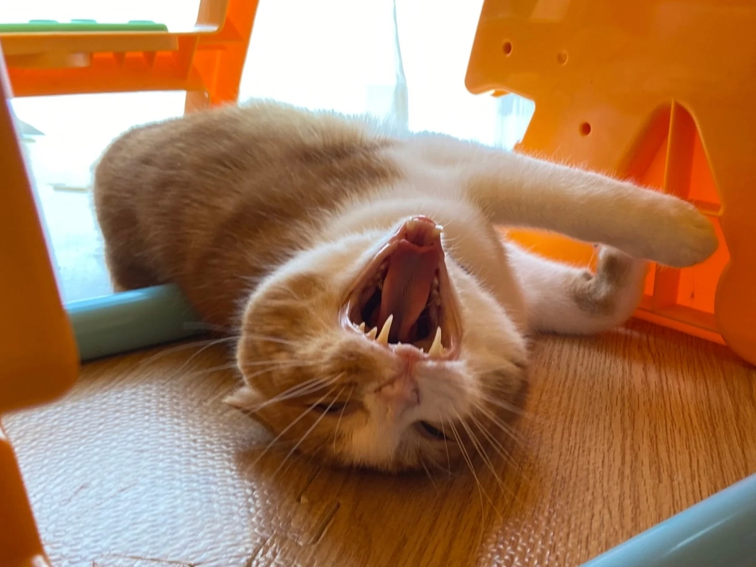 あくびをする猫