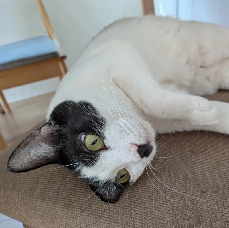 仰向けのハチワレ猫