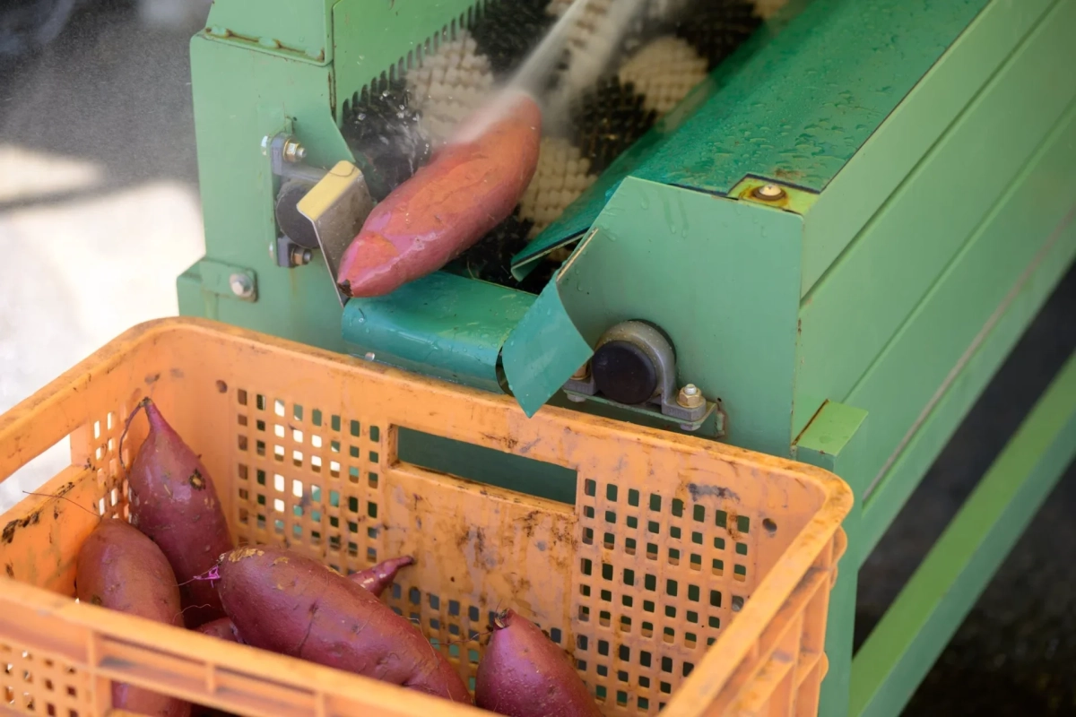 さつまいもの洗浄作業