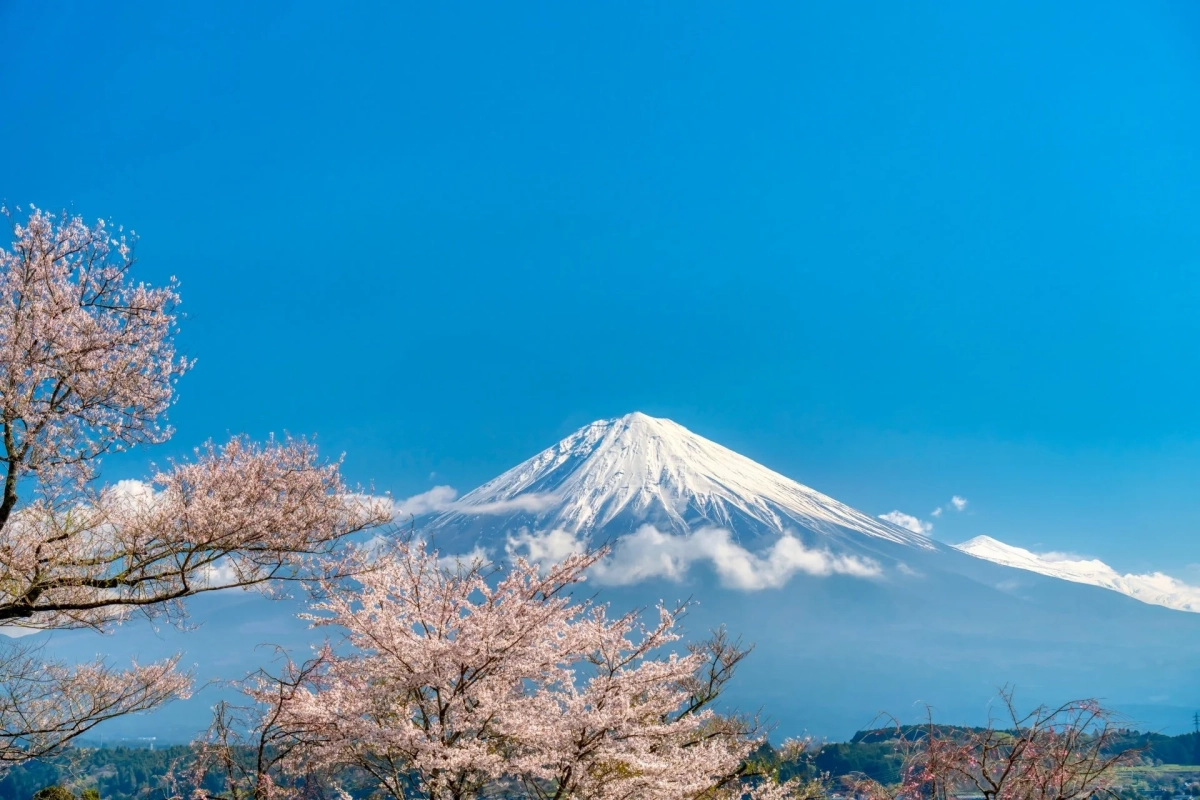 富士山と桜